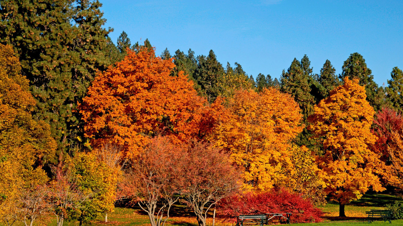 Autumn trees in reserve wallpaper 1366x768