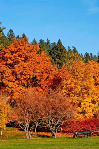 Autumn trees in reserve wallpaper 320x480