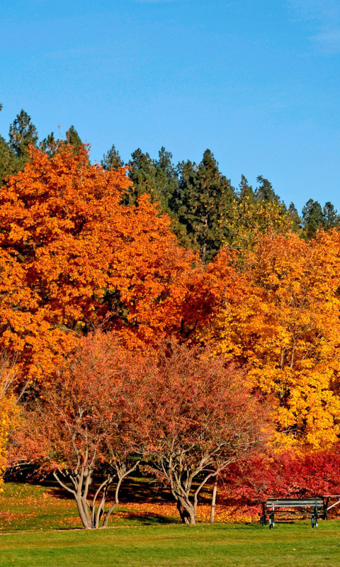 Autumn trees in reserve wallpaper 480x800