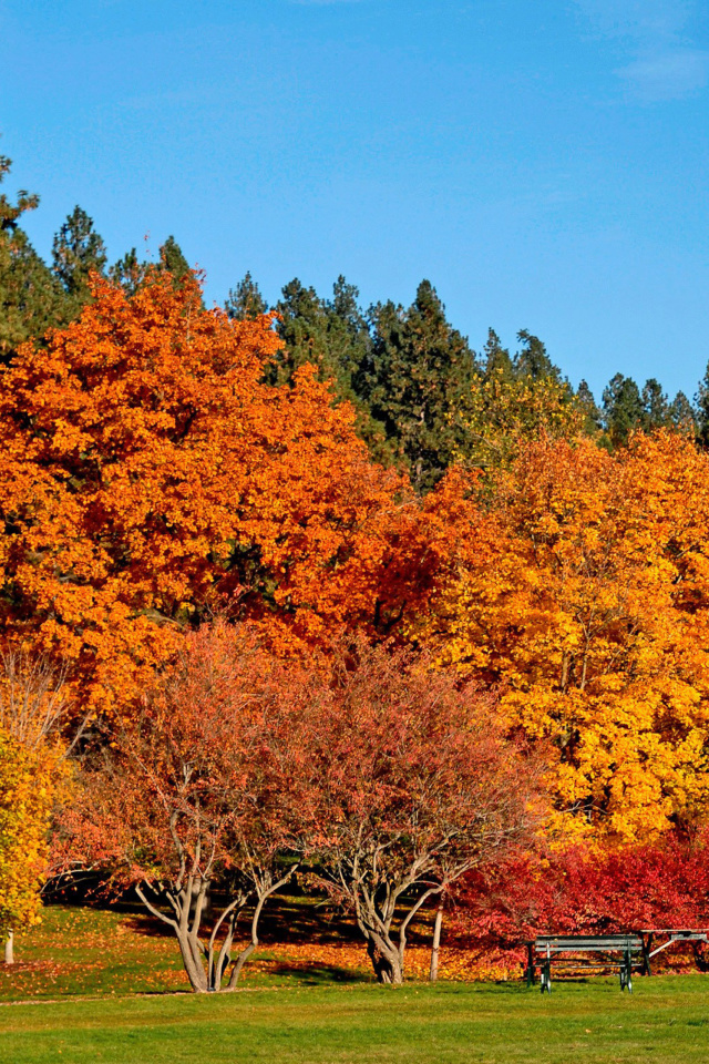 Autumn trees in reserve wallpaper 640x960