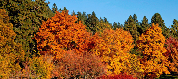 Das Autumn trees in reserve Wallpaper 720x320