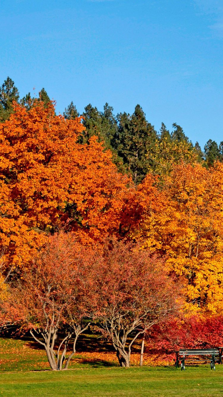 Autumn trees in reserve wallpaper 750x1334