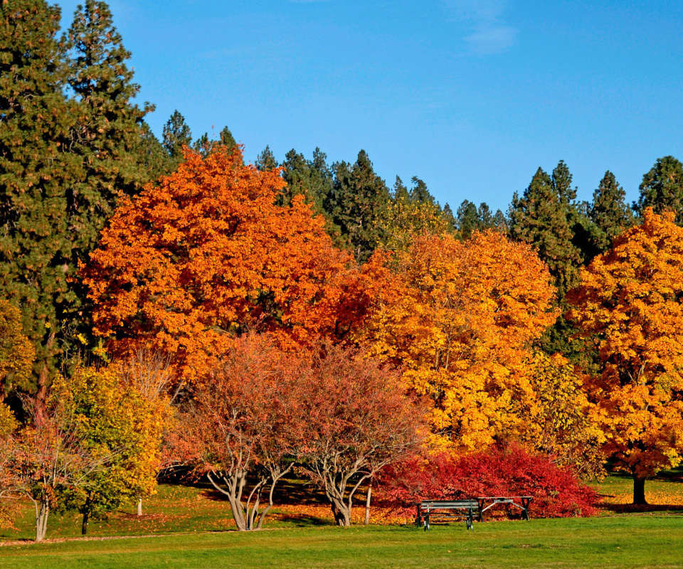 Das Autumn trees in reserve Wallpaper 960x800