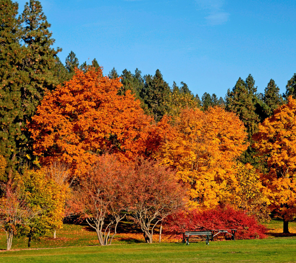 Fondo de pantalla Autumn trees in reserve 960x854