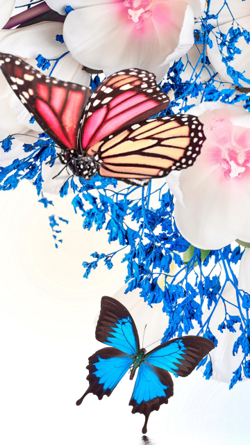 Обои Spring  blossom and butterflies 360x640