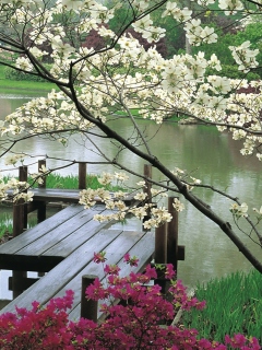 Das Japanese Garden And Lake Wallpaper 240x320
