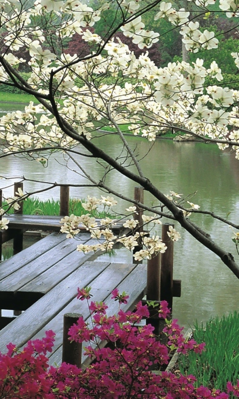 Das Japanese Garden And Lake Wallpaper 480x800