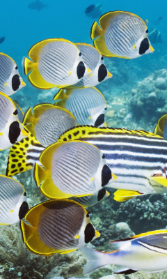 Screenshot №1 pro téma Red Sea Fish In Egypt 240x400