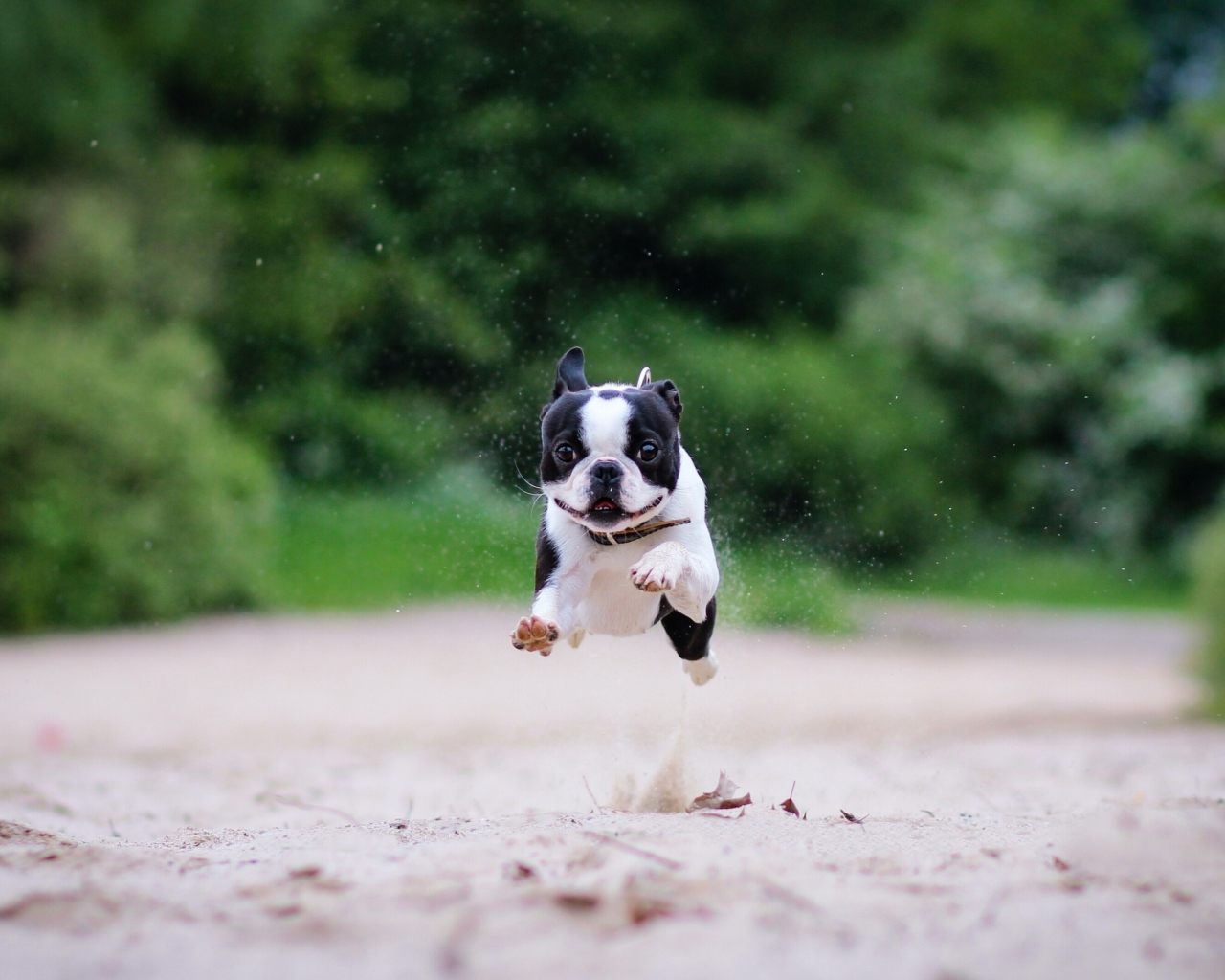 Boston Terrier wallpaper 1280x1024