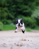 Boston Terrier screenshot #1 128x160