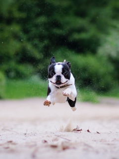 Sfondi Boston Terrier 240x320