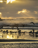 Das Seagulls And Ocean Waves Wallpaper 128x160