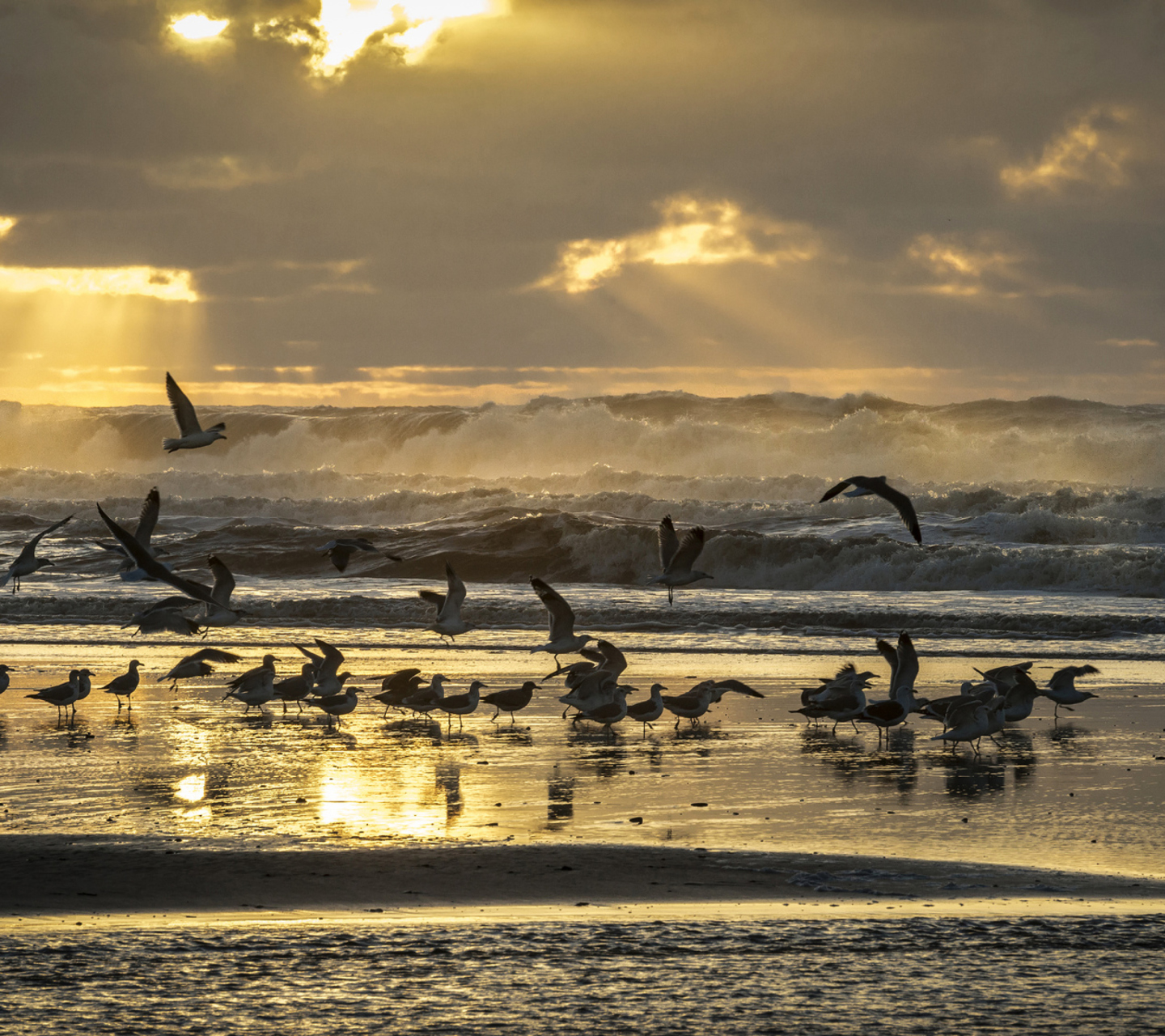 Seagulls And Ocean Waves screenshot #1 1440x1280