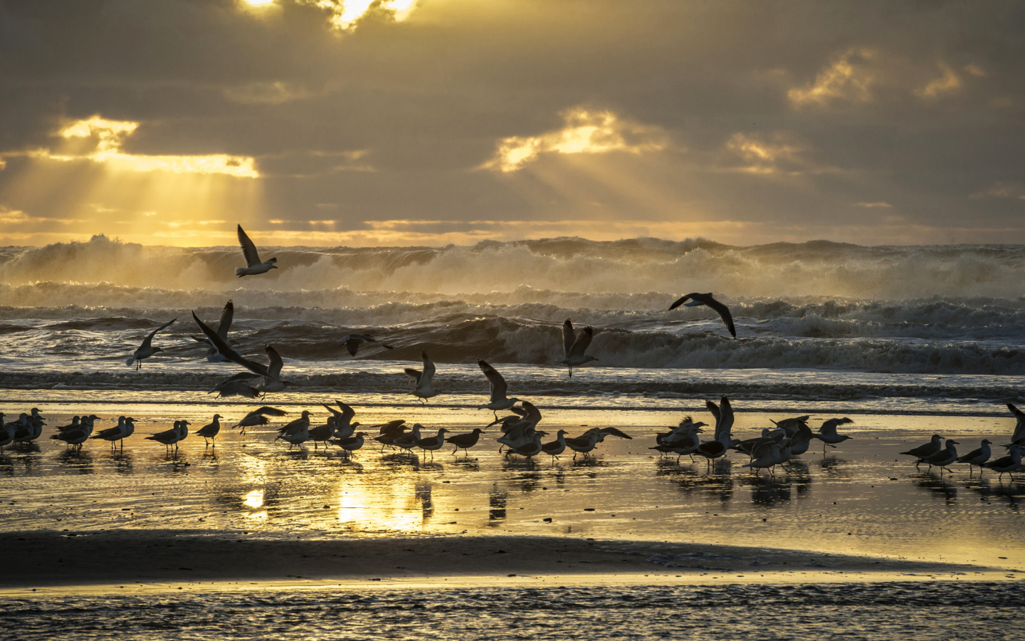 Sfondi Seagulls And Ocean Waves 1440x900