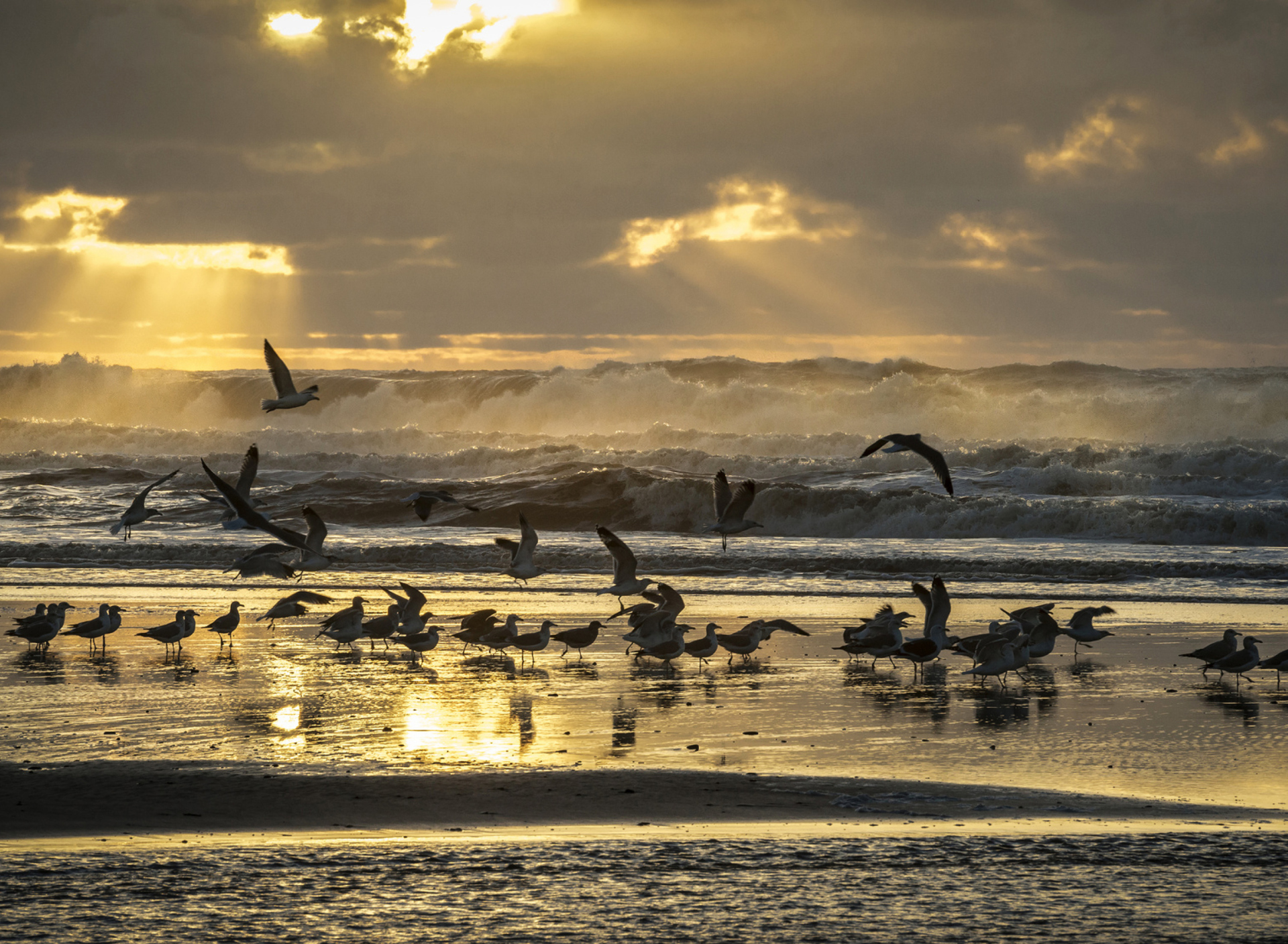 Fondo de pantalla Seagulls And Ocean Waves 1920x1408