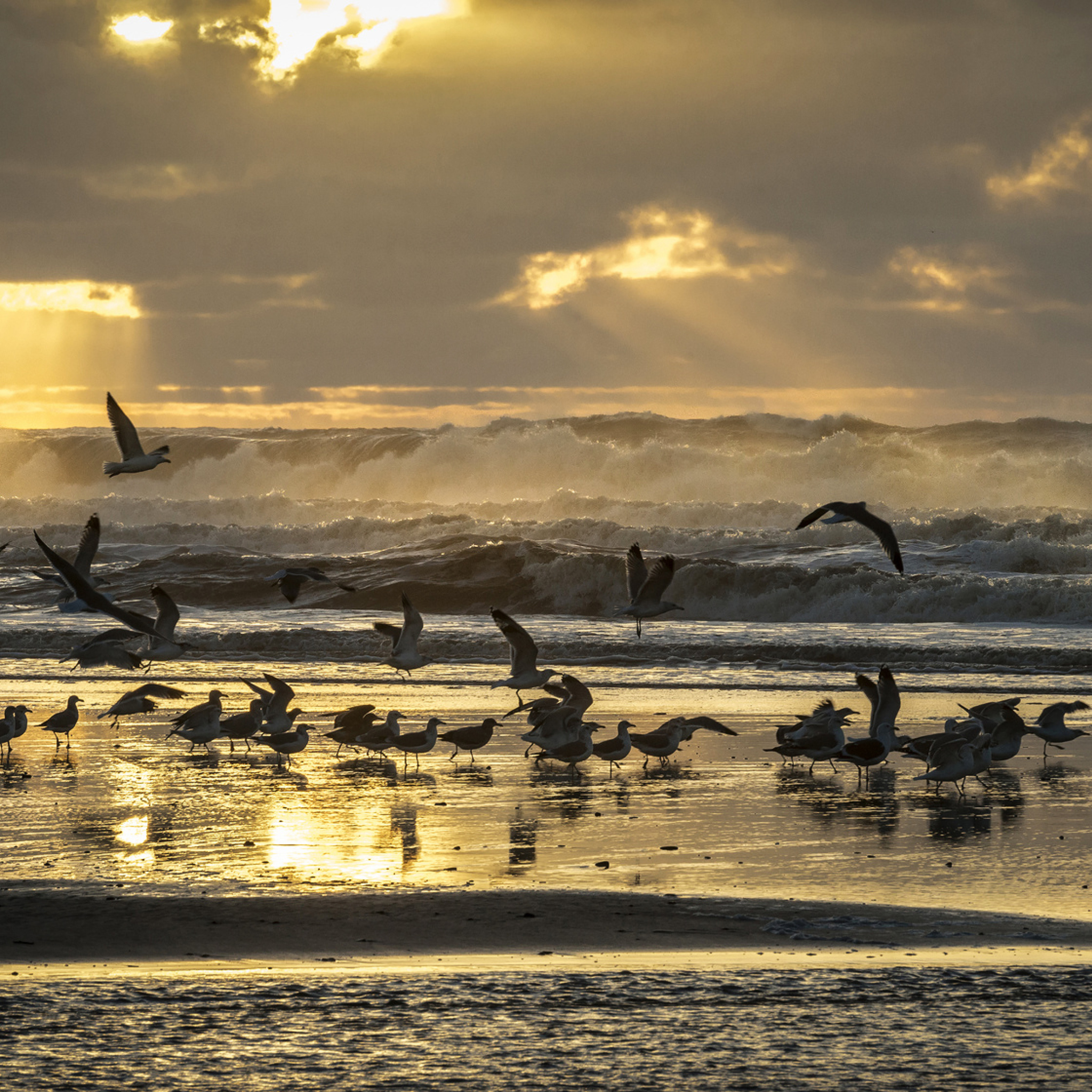 Sfondi Seagulls And Ocean Waves 2048x2048