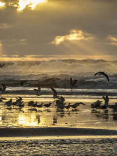 Обои Seagulls And Ocean Waves 240x320