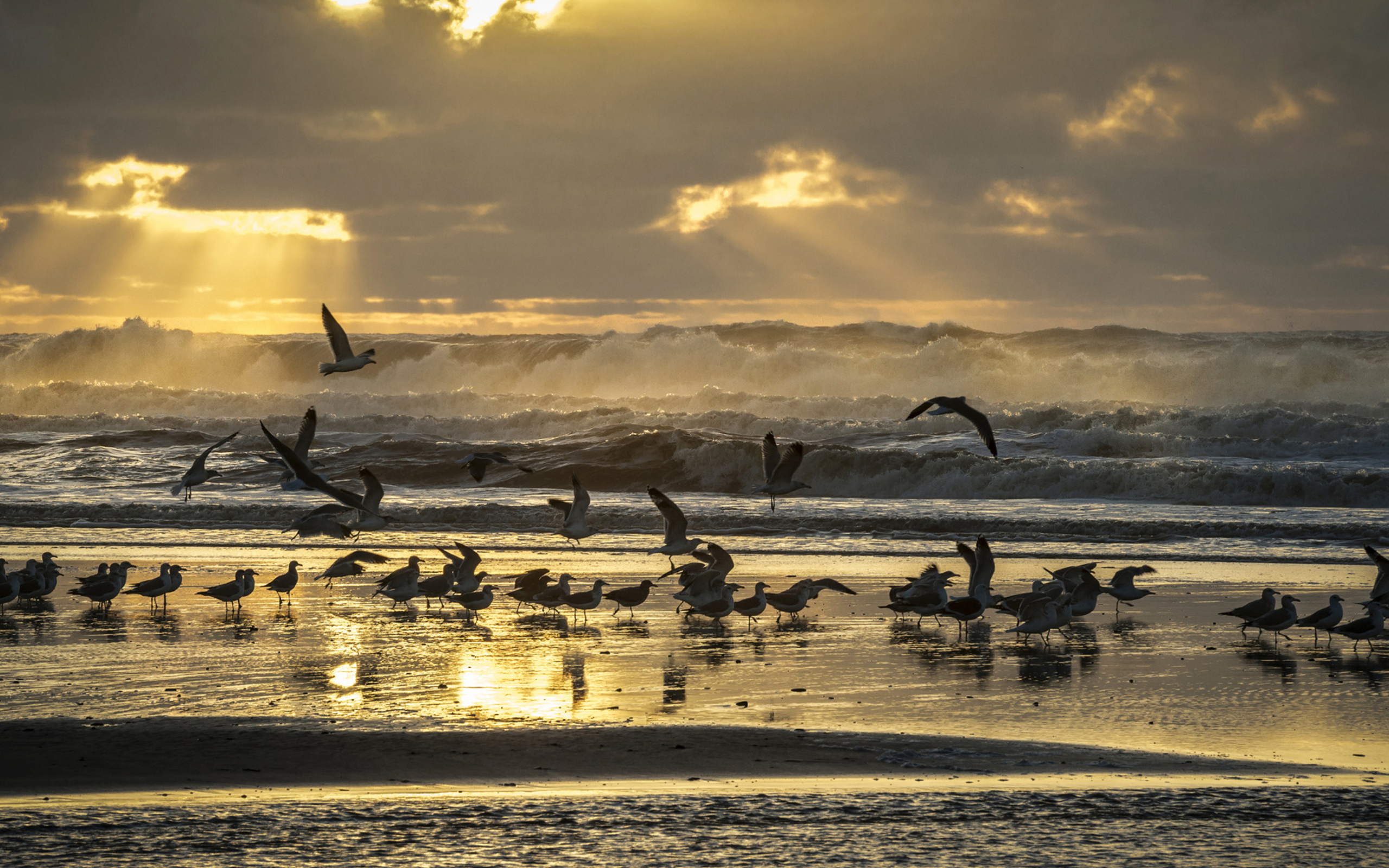 Seagulls And Ocean Waves screenshot #1 2560x1600