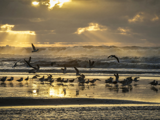 Seagulls And Ocean Waves screenshot #1 320x240