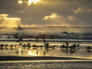 Seagulls And Ocean Waves wallpaper 320x240