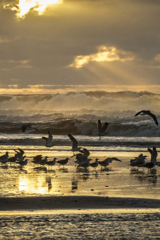 Seagulls And Ocean Waves screenshot #1 320x480