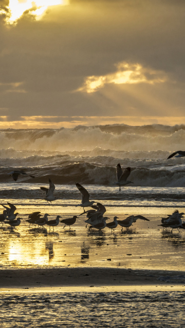 Seagulls And Ocean Waves screenshot #1 360x640