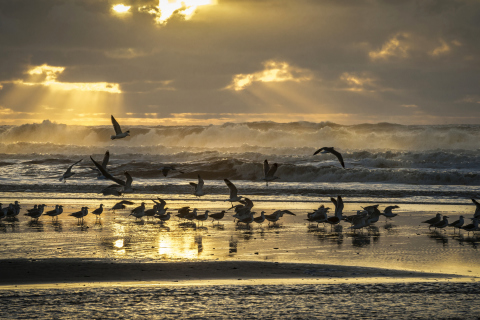 Seagulls And Ocean Waves screenshot #1 480x320