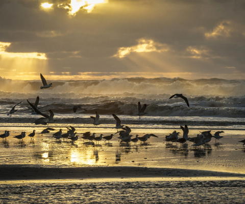 Seagulls And Ocean Waves wallpaper 480x400