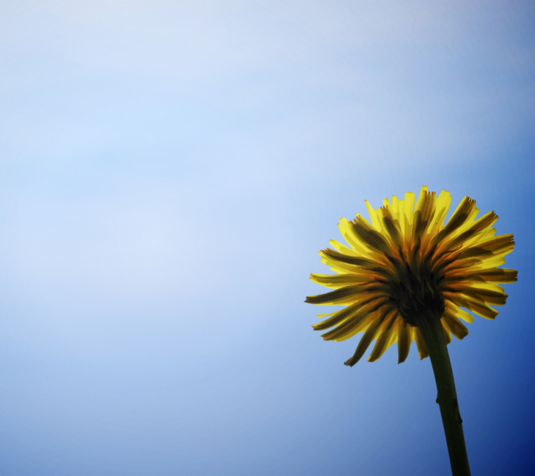 Обои Yellow Dandelion On Blue Sky 1080x960