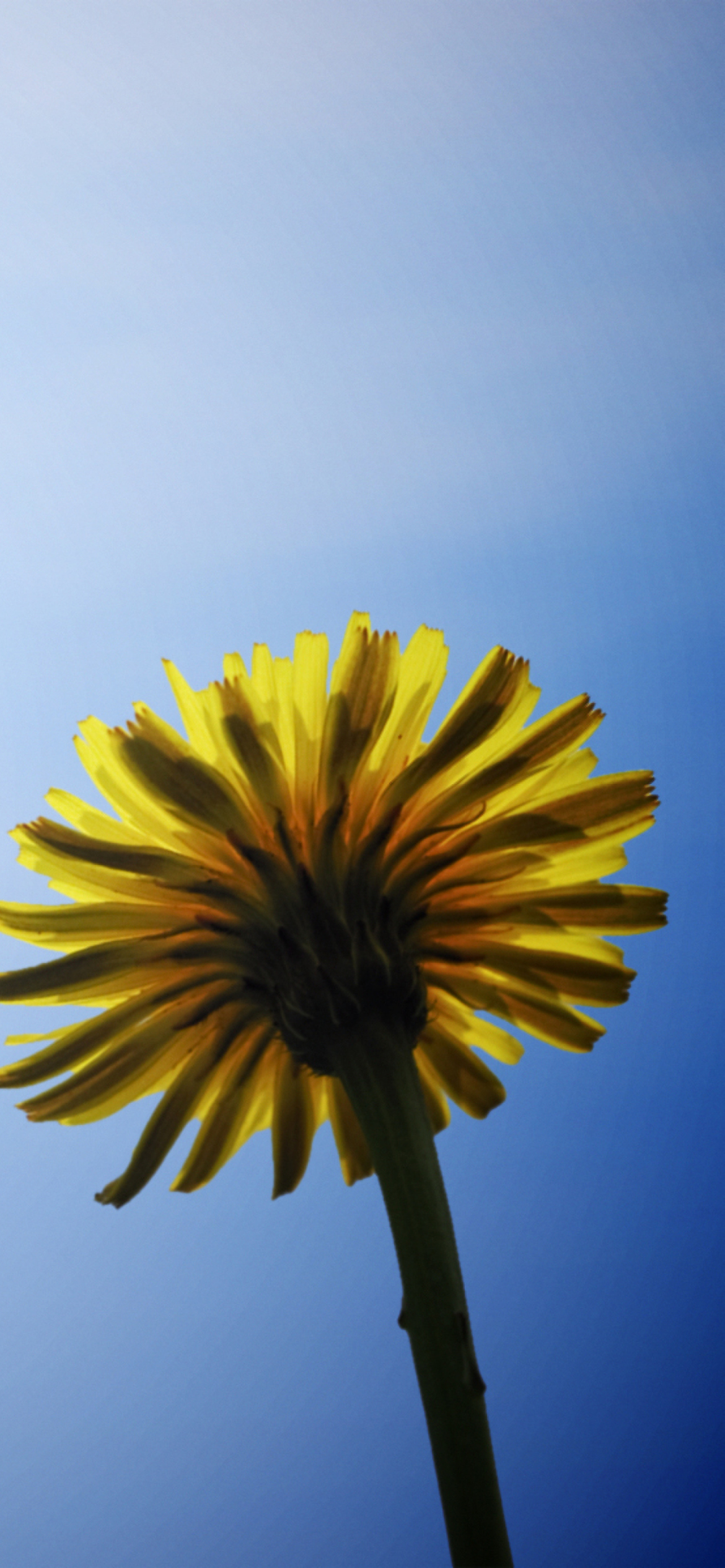 Yellow Dandelion On Blue Sky wallpaper 1170x2532