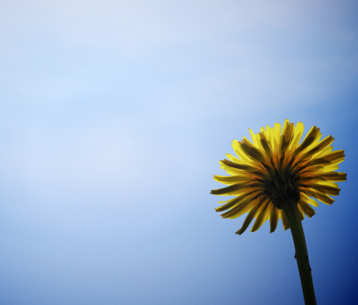 Yellow Dandelion On Blue Sky screenshot #1 1200x1024