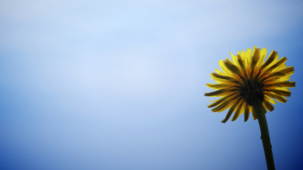 Yellow Dandelion On Blue Sky wallpaper 1280x720