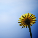 Sfondi Yellow Dandelion On Blue Sky 128x128