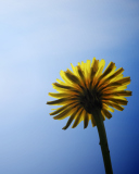 Das Yellow Dandelion On Blue Sky Wallpaper 128x160