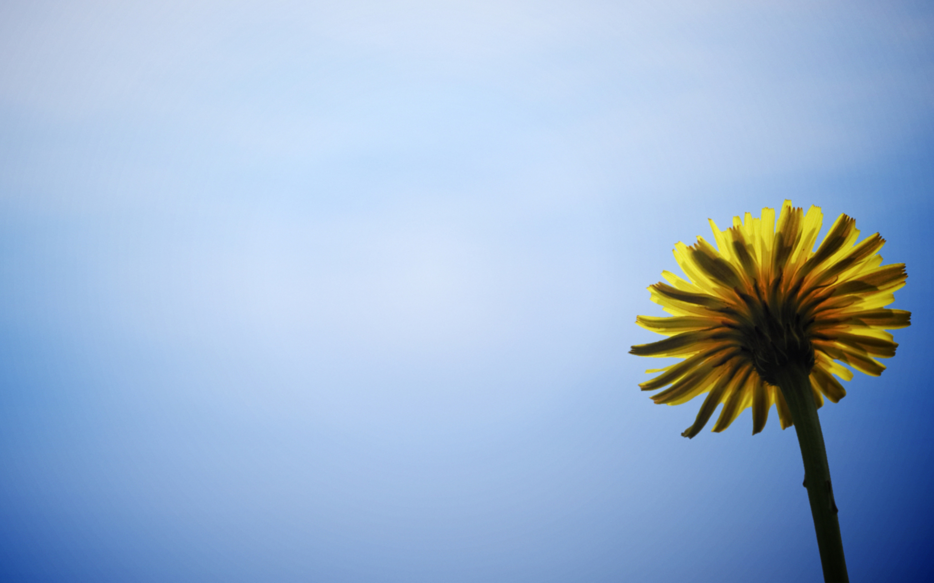 Sfondi Yellow Dandelion On Blue Sky 1920x1200