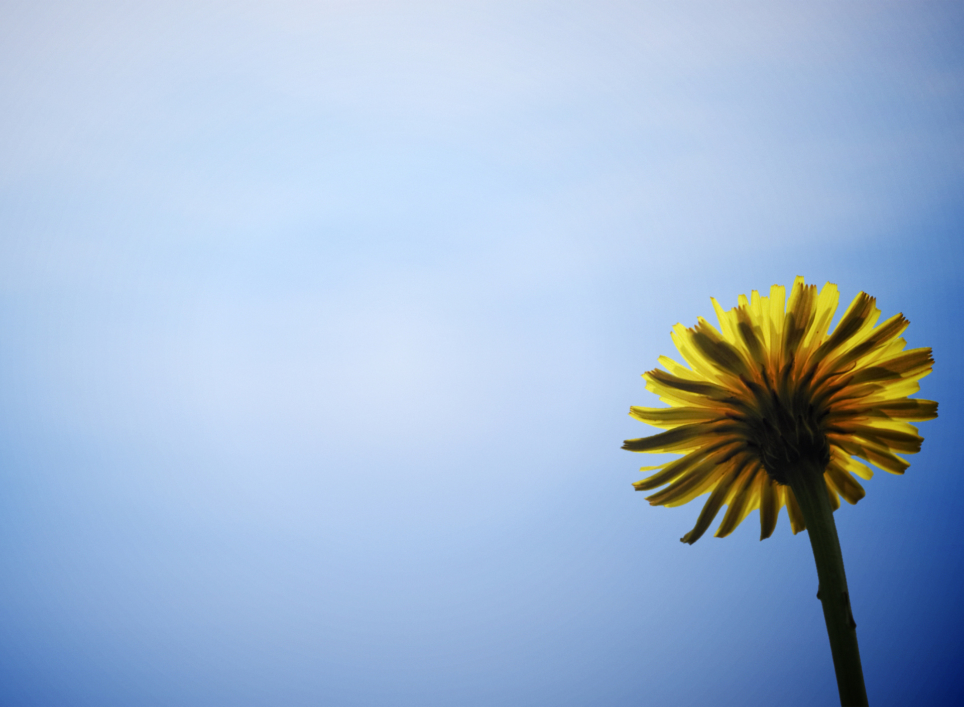 Обои Yellow Dandelion On Blue Sky 1920x1408
