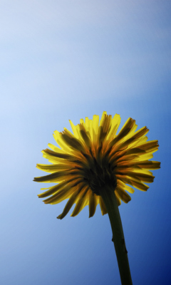 Fondo de pantalla Yellow Dandelion On Blue Sky 240x400