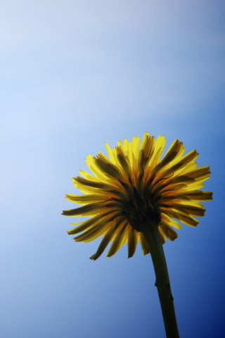 Das Yellow Dandelion On Blue Sky Wallpaper 320x480