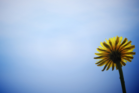 Das Yellow Dandelion On Blue Sky Wallpaper 480x320