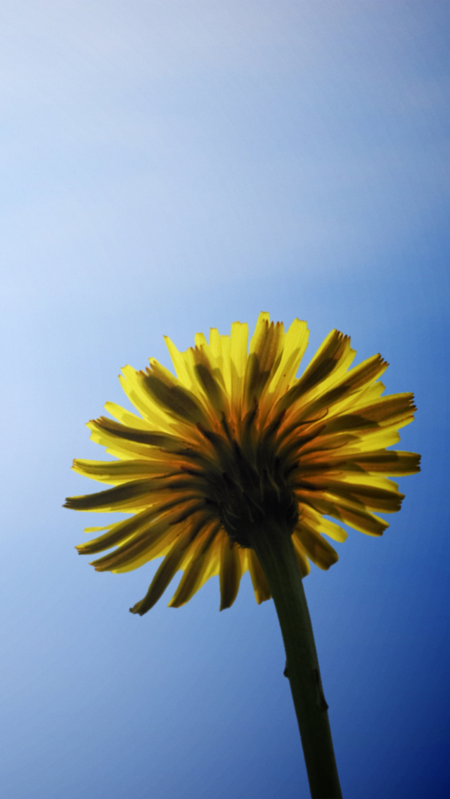 Обои Yellow Dandelion On Blue Sky 640x1136