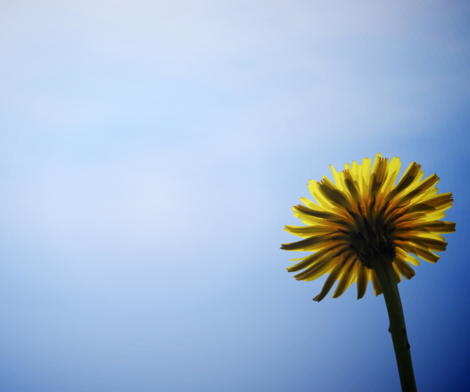 Fondo de pantalla Yellow Dandelion On Blue Sky 960x800