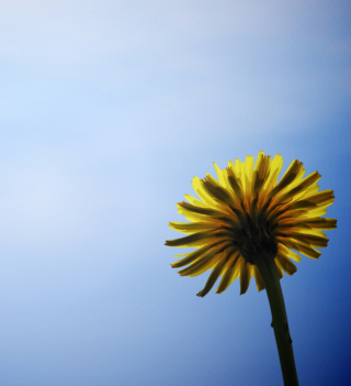 Yellow Dandelion On Blue Sky Wallpaper for iPad 2