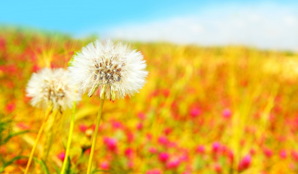 Spring Dandelions wallpaper 1024x600