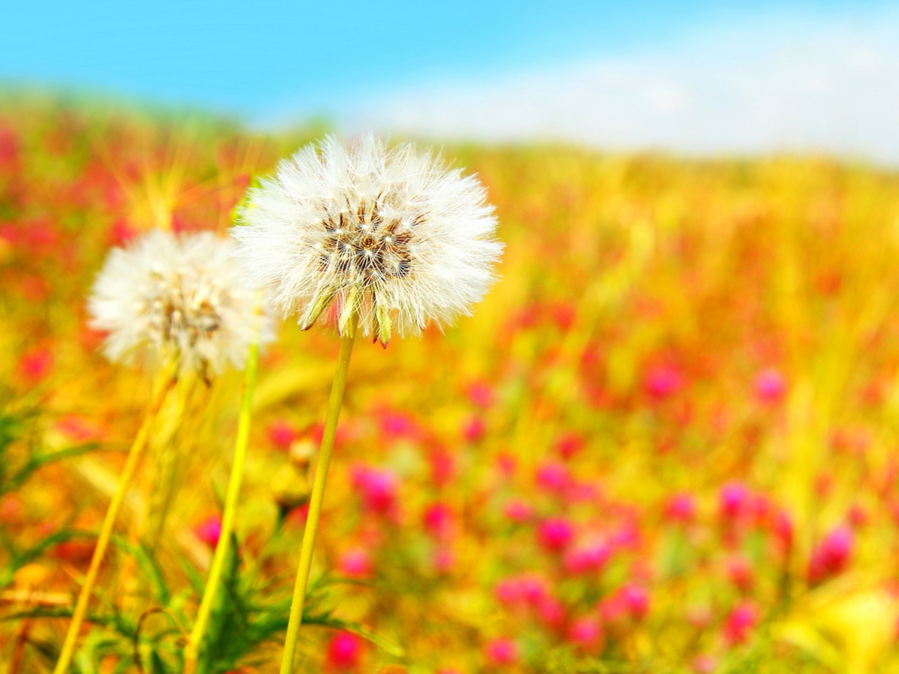 Fondo de pantalla Spring Dandelions 1280x960