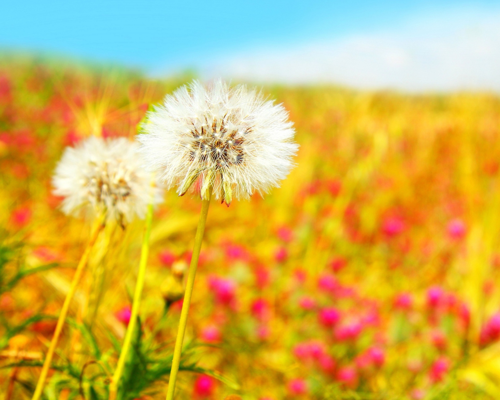 Das Spring Dandelions Wallpaper 1600x1280