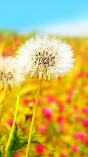 Das Spring Dandelions Wallpaper 360x640