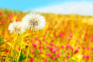 Spring Dandelions Background for Android, iPhone and iPad