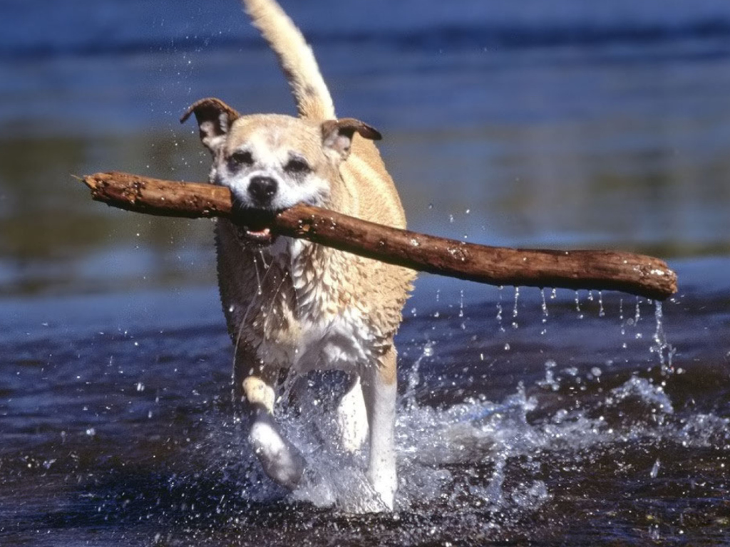 Africanis South African Dog screenshot #1 1024x768