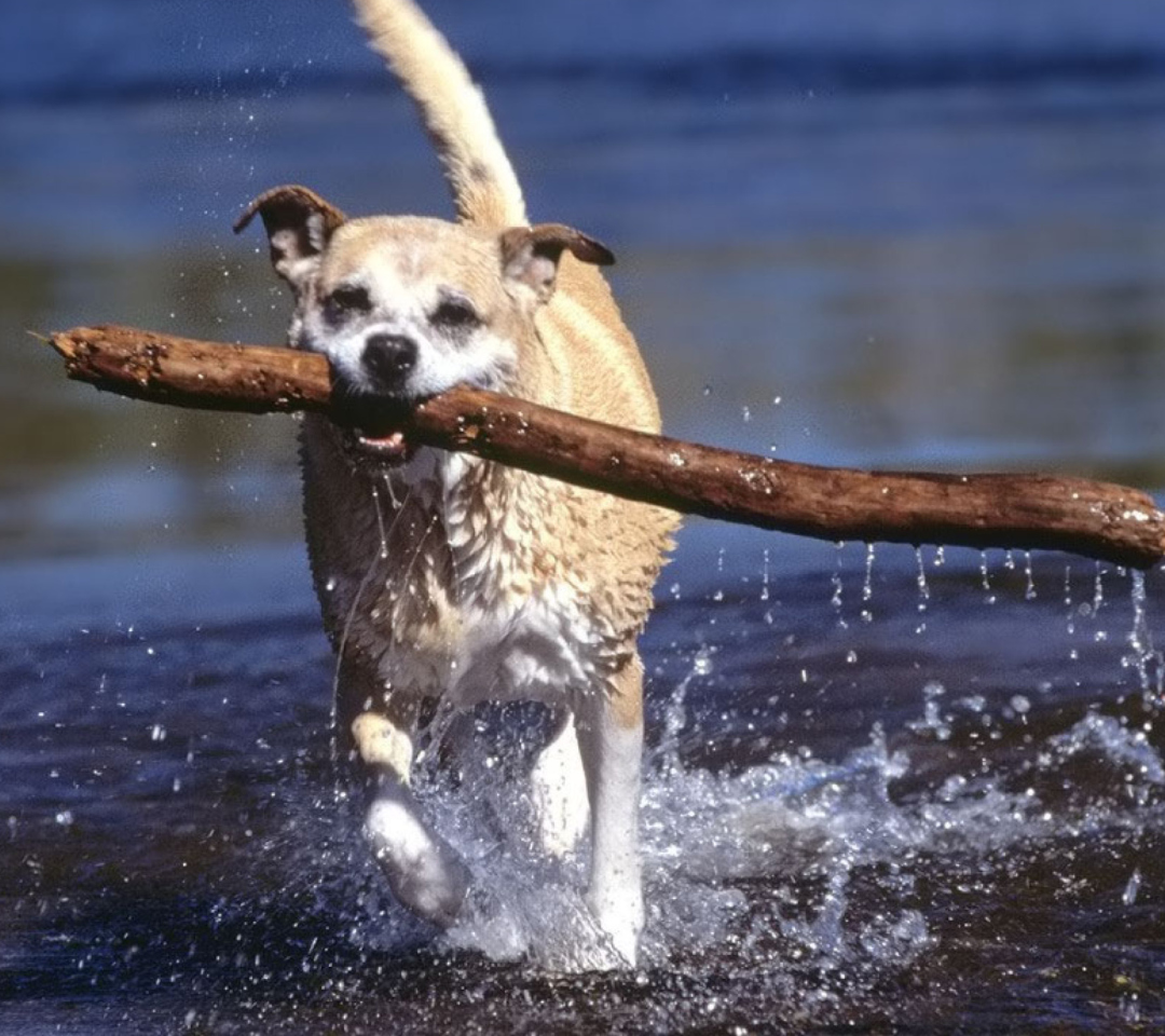 Screenshot №1 pro téma Africanis South African Dog 1080x960