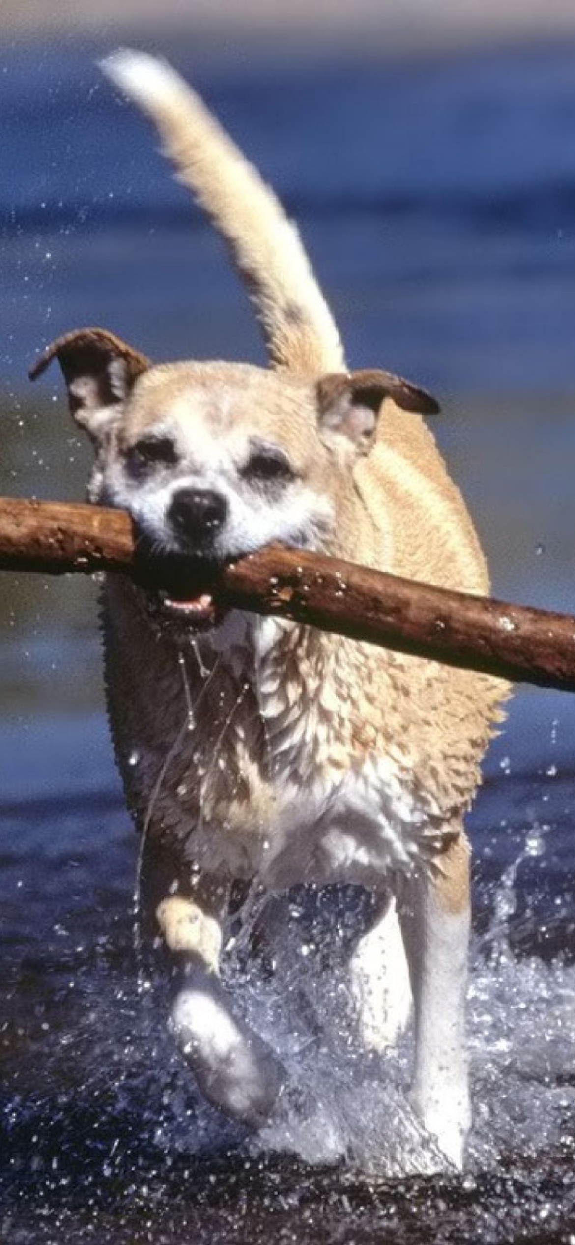 Screenshot №1 pro téma Africanis South African Dog 1170x2532